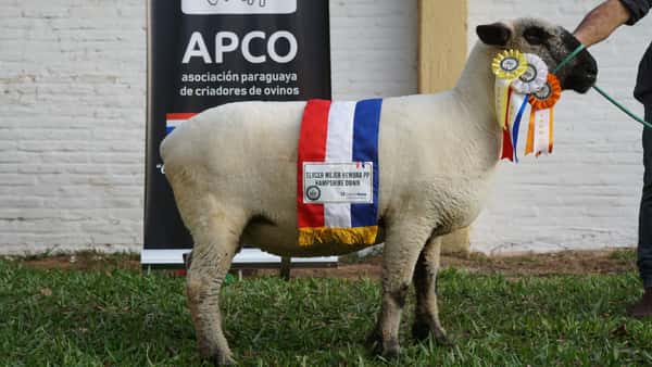 Lote Hampshire Down Expo Internacional 2022 - Lote 29