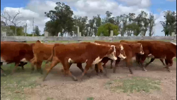 Lote 36 Vaquillonas preñadas en Retamoza, Lavalleja