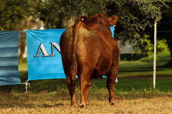 Lote CABAÑA COEMBOTÁ: RP 264