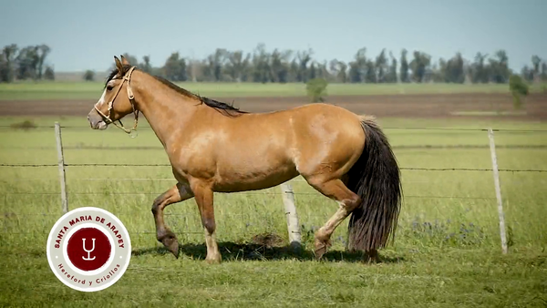 Lote DEL SILENCIO BORDONA