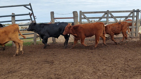 Lote 50 Terneros