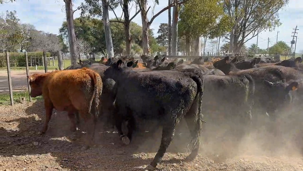 Lote 50 Vaquillonas 1 a 2 años en Sauce del Casupá, Florida