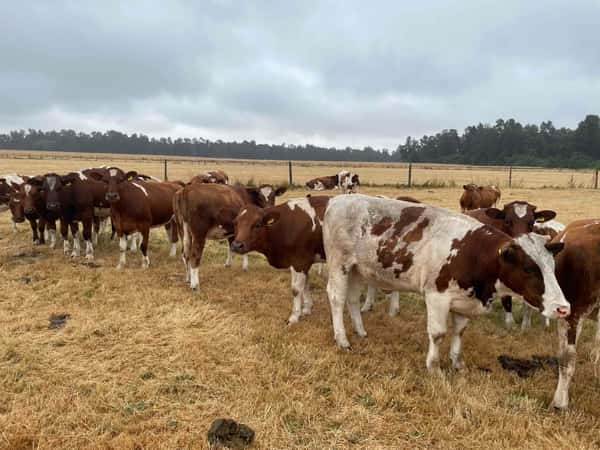 Lote 30 Vaquilla Engorda en Puerto Varas, X Región Los Lagos