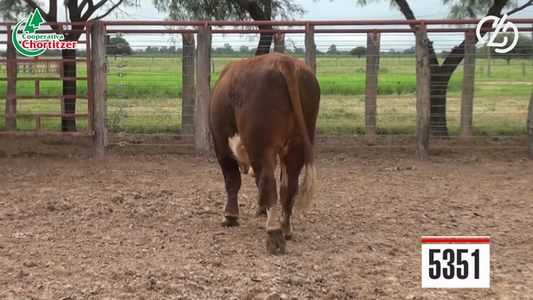 Lote Toros Hereford