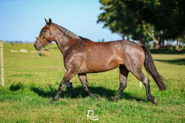 Lote Loba Del Bagualito