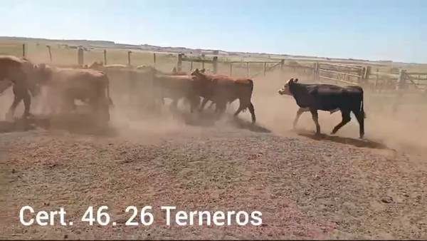 Lote TERNEROS