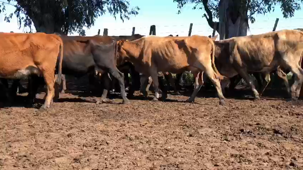 Lote 55 Vacas nuevas Preñadas en Gran Guardia, Formosa