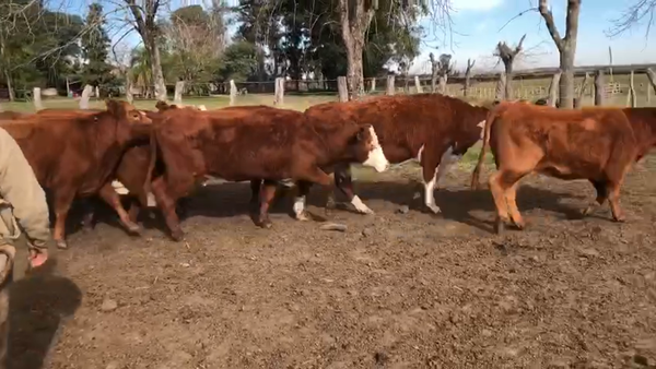 Lote 26 Vacas de invernar en Entre Ríos, Concepción del Uruguay