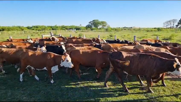 Lote 55 Vacas medio uso C/ gtia de preñez en Esquina, Corrientes
