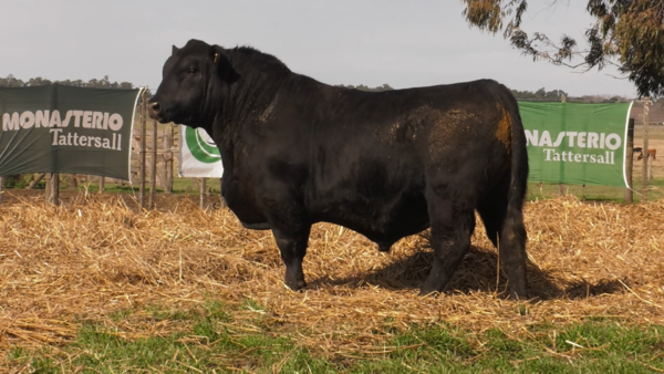 Lote TOROS PUROS POR CRUZA