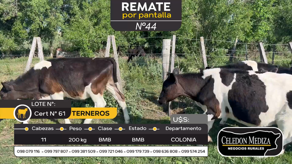 Lote 11 Terneros en Paso Antolín, Colonia