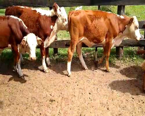 Lote 123 Terneros/as en Goya, Corrientes