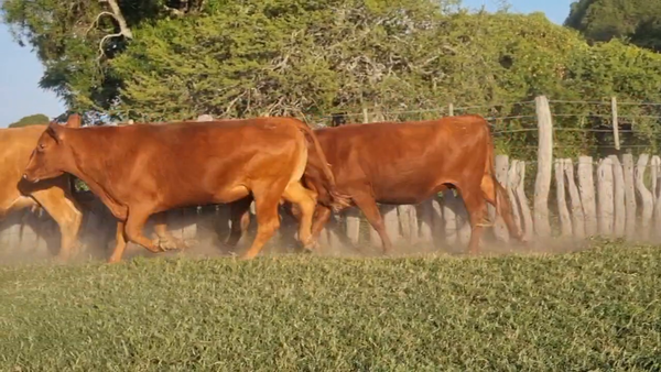 Lote 20 Vaquillonas C/ gtia de preñez