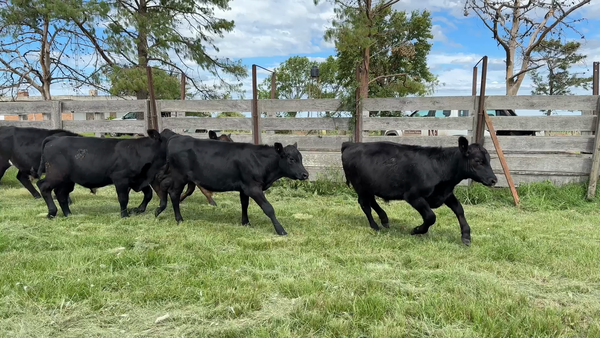 Lote TERNEROS