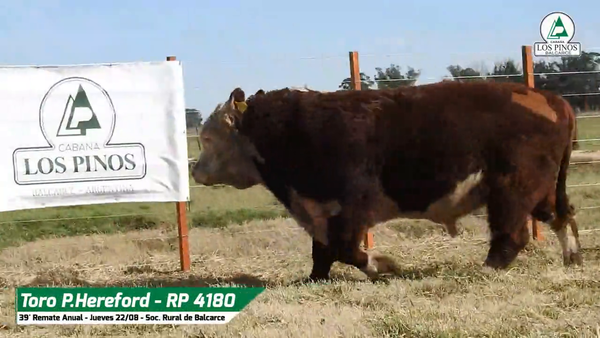 Lote TORO P. HEREFORD