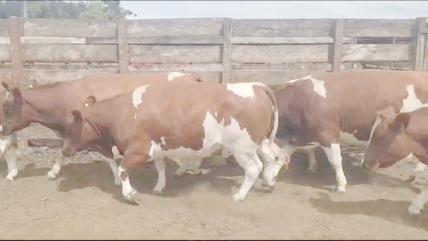 Lote 12 Vaquilla Gorda en Los Ángeles, VIII Región Biobío