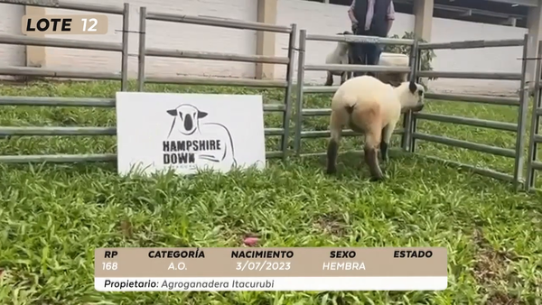 Lote LOTE 12- CAMPO