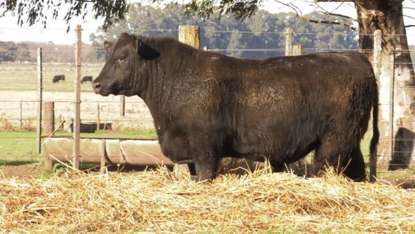 Lote TOROS PUROS POR CRUZA