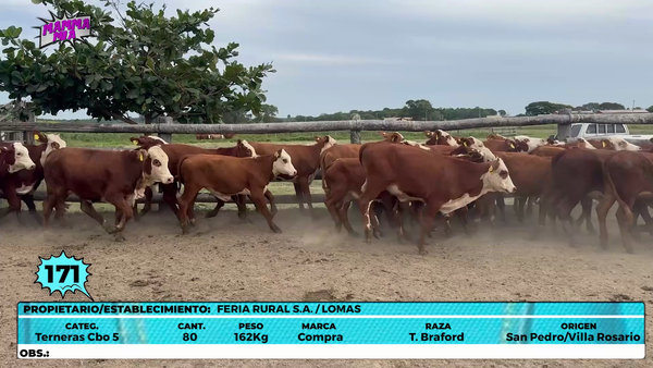 Lote LOTE 171