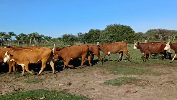 Lote 33 Vaquillonas preñadas en Corrientes, Curuzú-Cuatiá