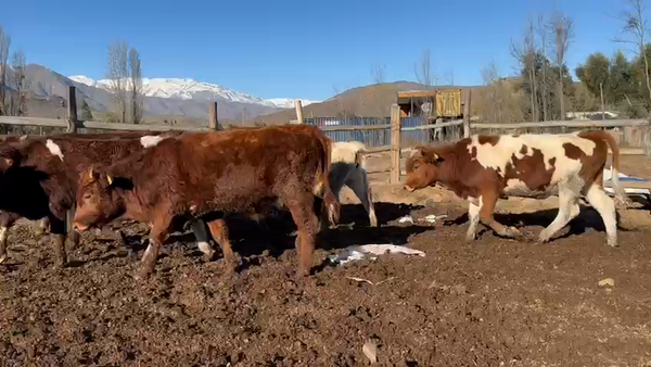 Lote 15 Novillo Engorda en Putaendo, V  Región Valparaíso