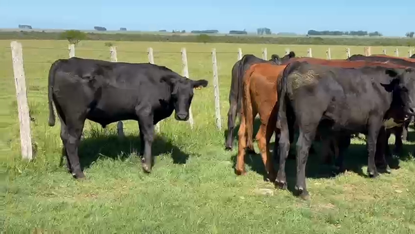 Lote 80 Novillos 2 a 3 años