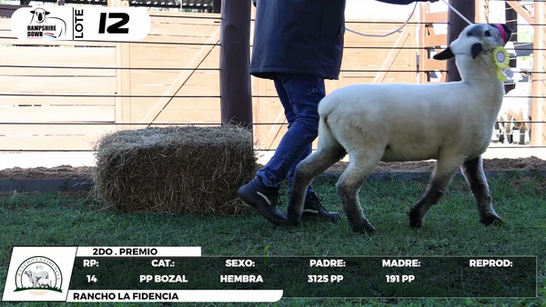 Lote LOTE 12- BOZAL
