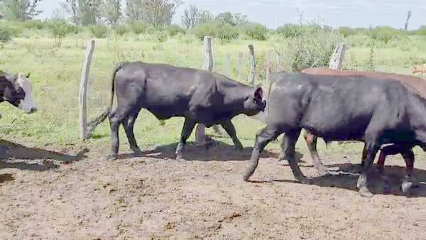 Lote 57 Novillos en Entre Ríos, Villaguay