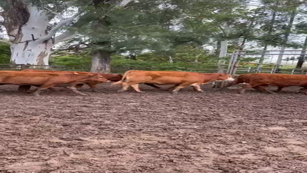 Lote 70 Terneras