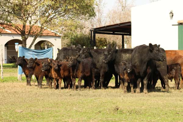 Lote CABAÑA “COEMBOTÁ” de Calderón: 8 VAQUILLAS MAS PARIDAS