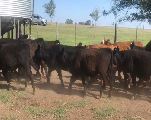 Lote 70 Terneros/as en Huanguelen, Buenos Aires