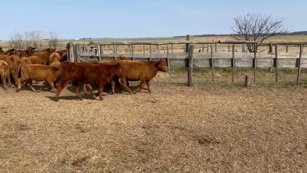 Lote 70 Terneras EN JUNIN