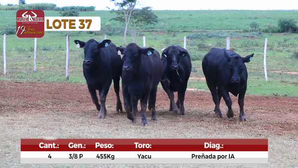 Lote Reproductores de Alborada - Lote 37