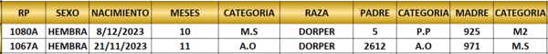 Lote LOTE 11