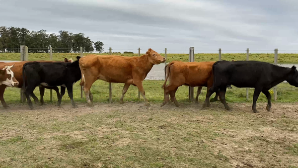 Lote 79 Vacas de Invernada en Costas de Ayala, Treinta y Tres