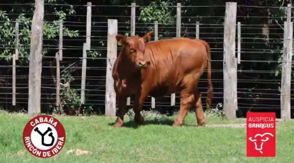 Lote Hembras
