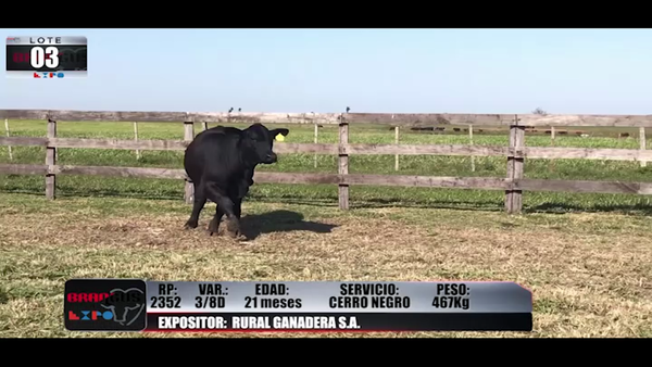 Lote Brangus a Campo Expo 2022 - Lote 3