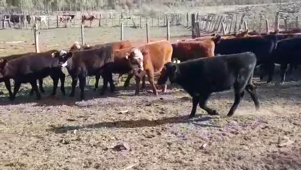 Lote TERNERAS