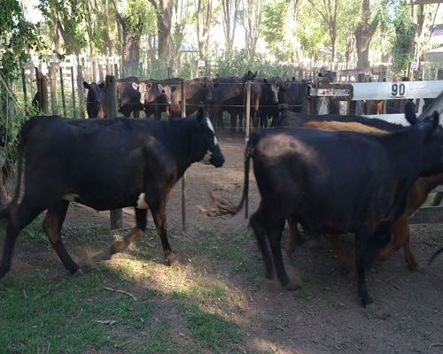 Lote 15 Vaquillonas en Gral. Lamadrid, Buenos Aires
