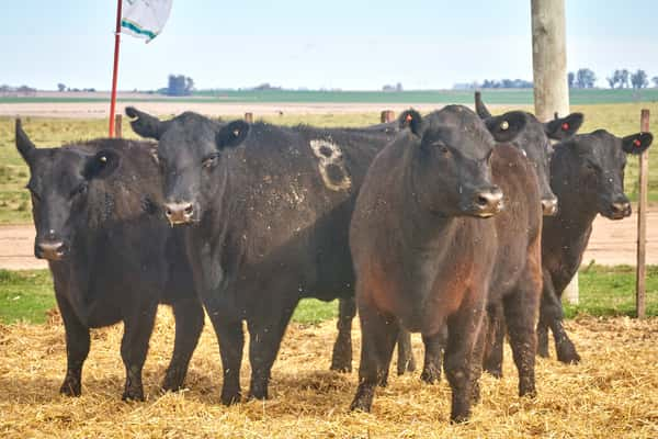 Lote "TRES MOLINOS"  Vaquillas MAS Preñadas