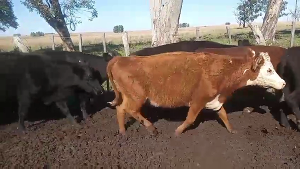 Lote 29 Vacas de invernar