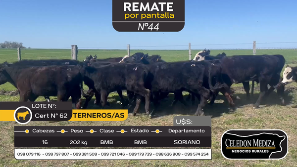 Lote 16 Terneros y Terneras en Otra Localidad, Soriano