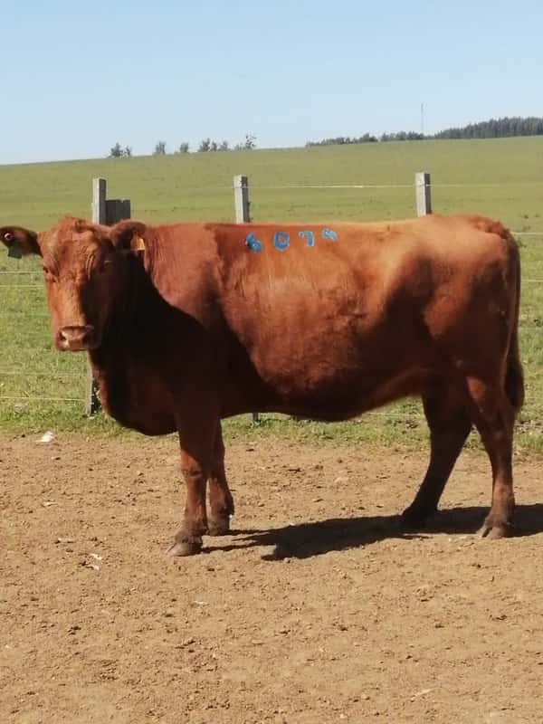 Lote 5 VACAS SA VACIAS