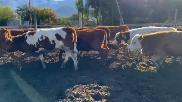 Lote 15 Novillo Engorda en Putaendo, V  Región Valparaíso