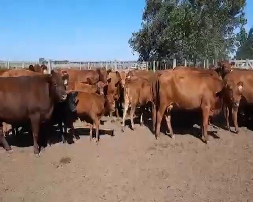 Lote 35 Vacas con Cría