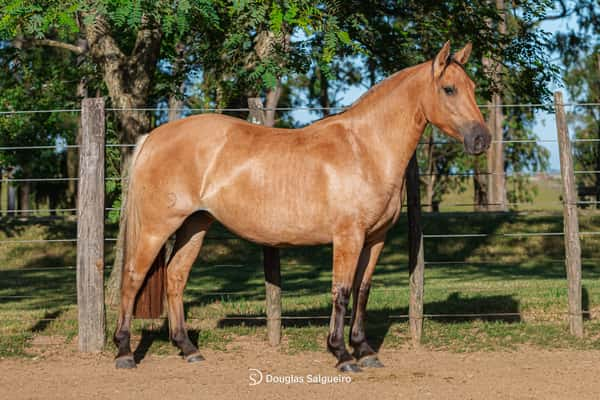 Lote MUÑECA DE LA COLINA