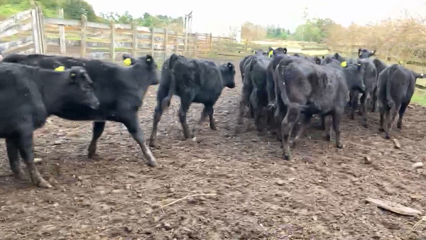 Lote 20 Ternera en Puyehue, X Región Los Lagos