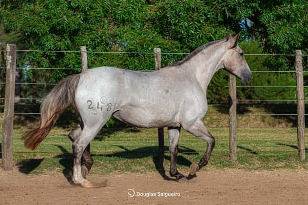 Lote MELODIA DE GAITA DE LA COLINA