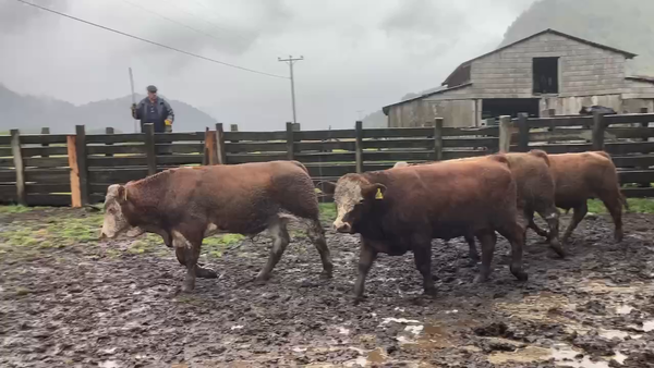 Lote 32 Ternero en XI Región Aysén, Aysén