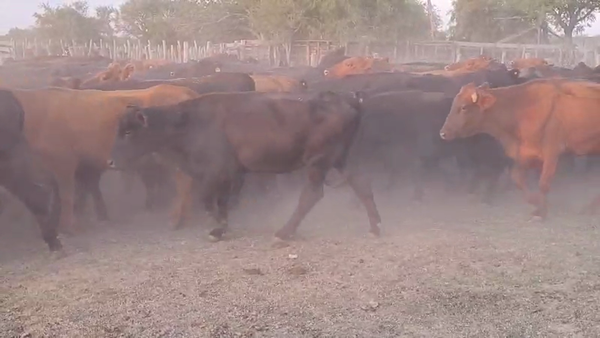 Lote 86 Novillos en Villaguay, Entre Ríos
